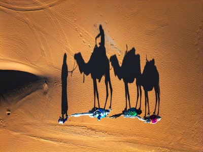 Camels in Merzouga