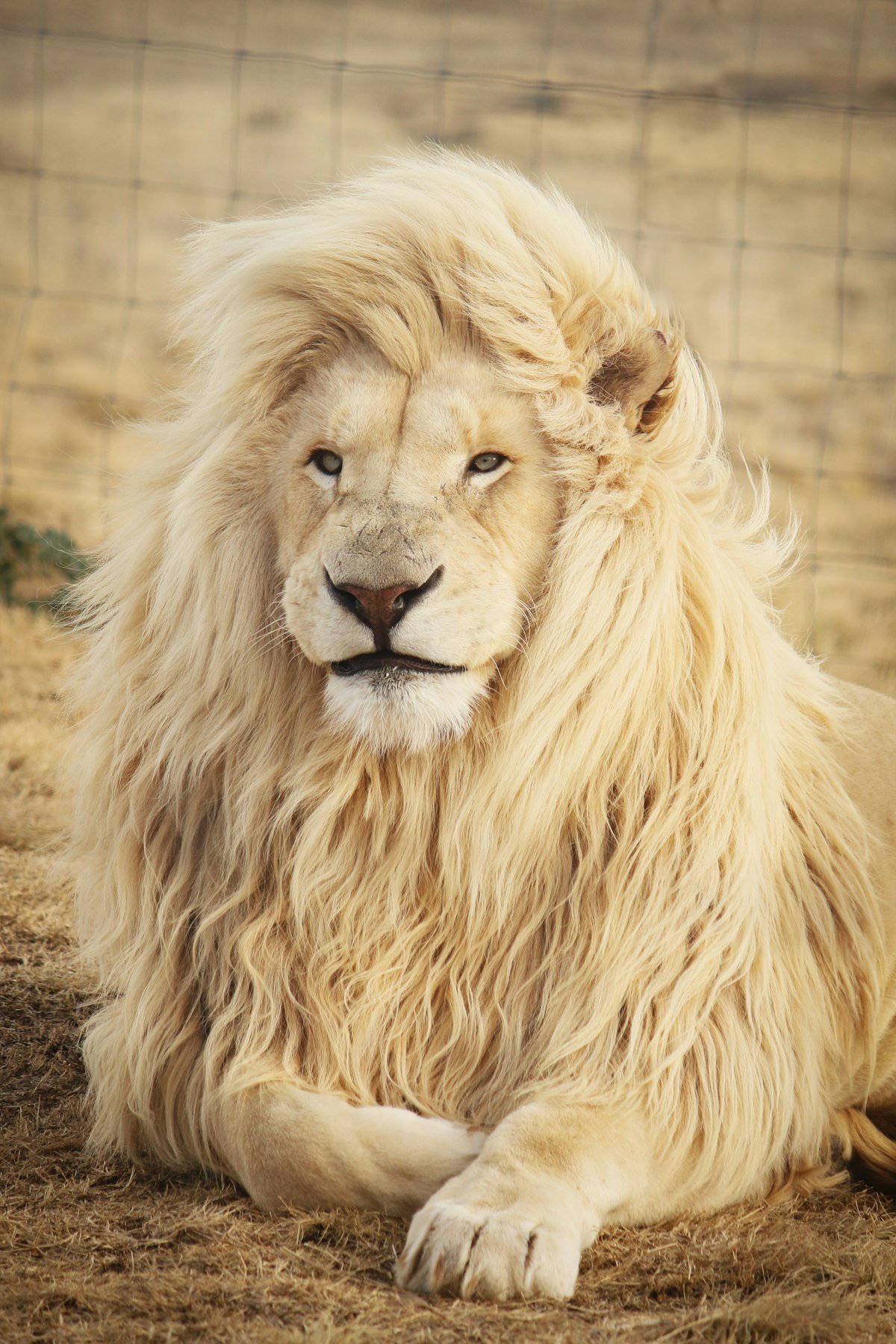 Male lion in golden light on African savanna during safari