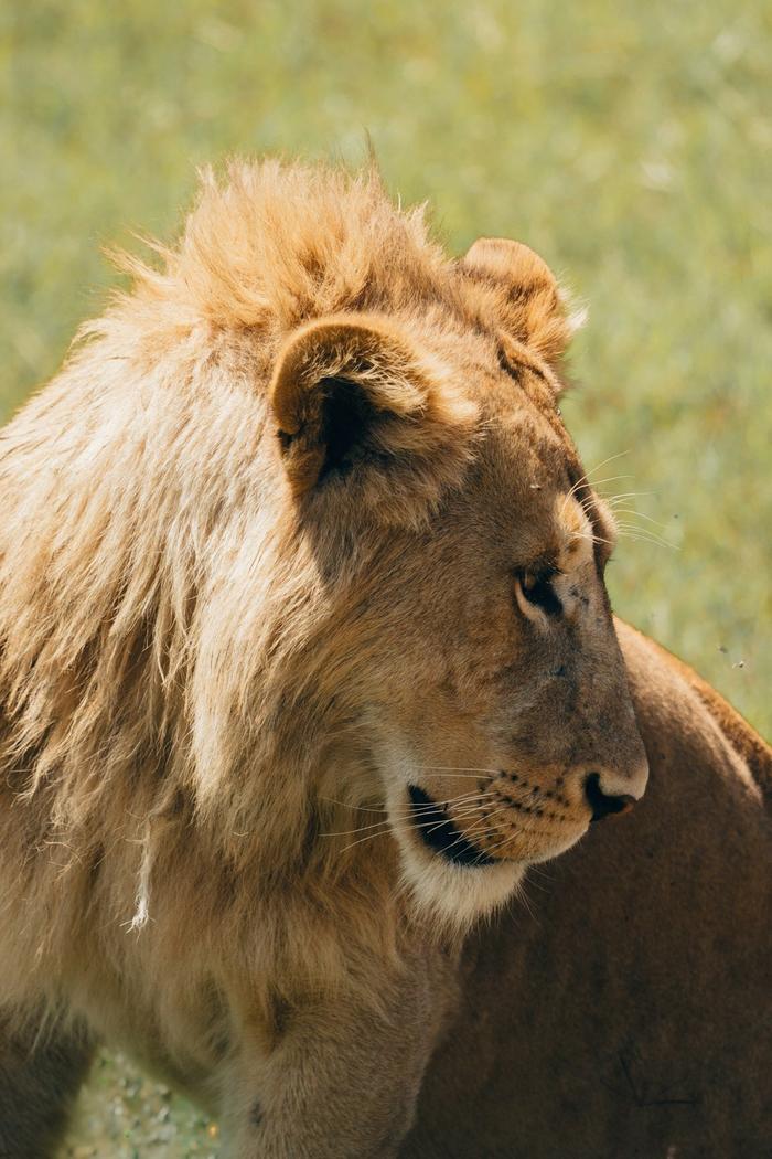 Male lion with full mane in profile view on the African savanna in warm golden light