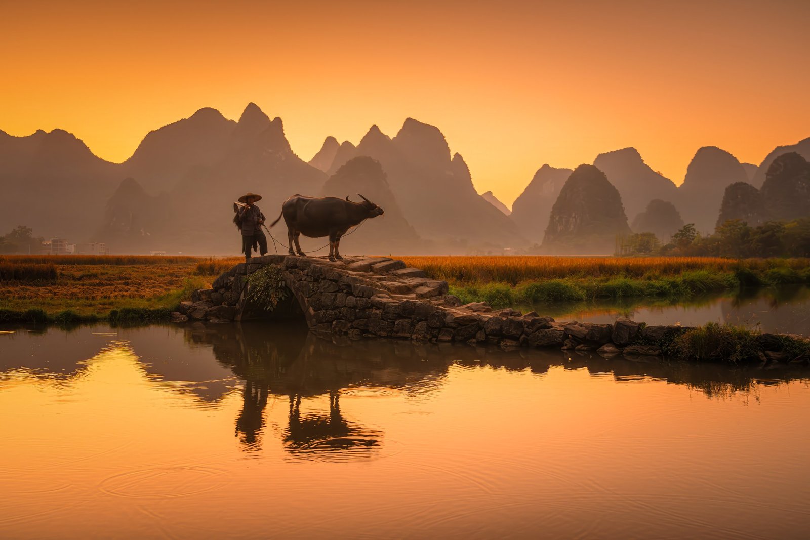 Water buffalo crossing stone bridge at golden hour