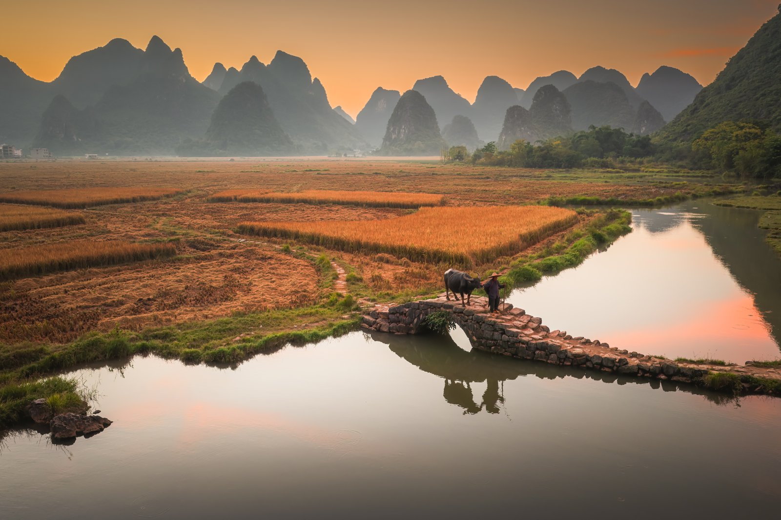 Water buffalo on stone bridge over mirror canal at sunset, Lingui fields (drone)