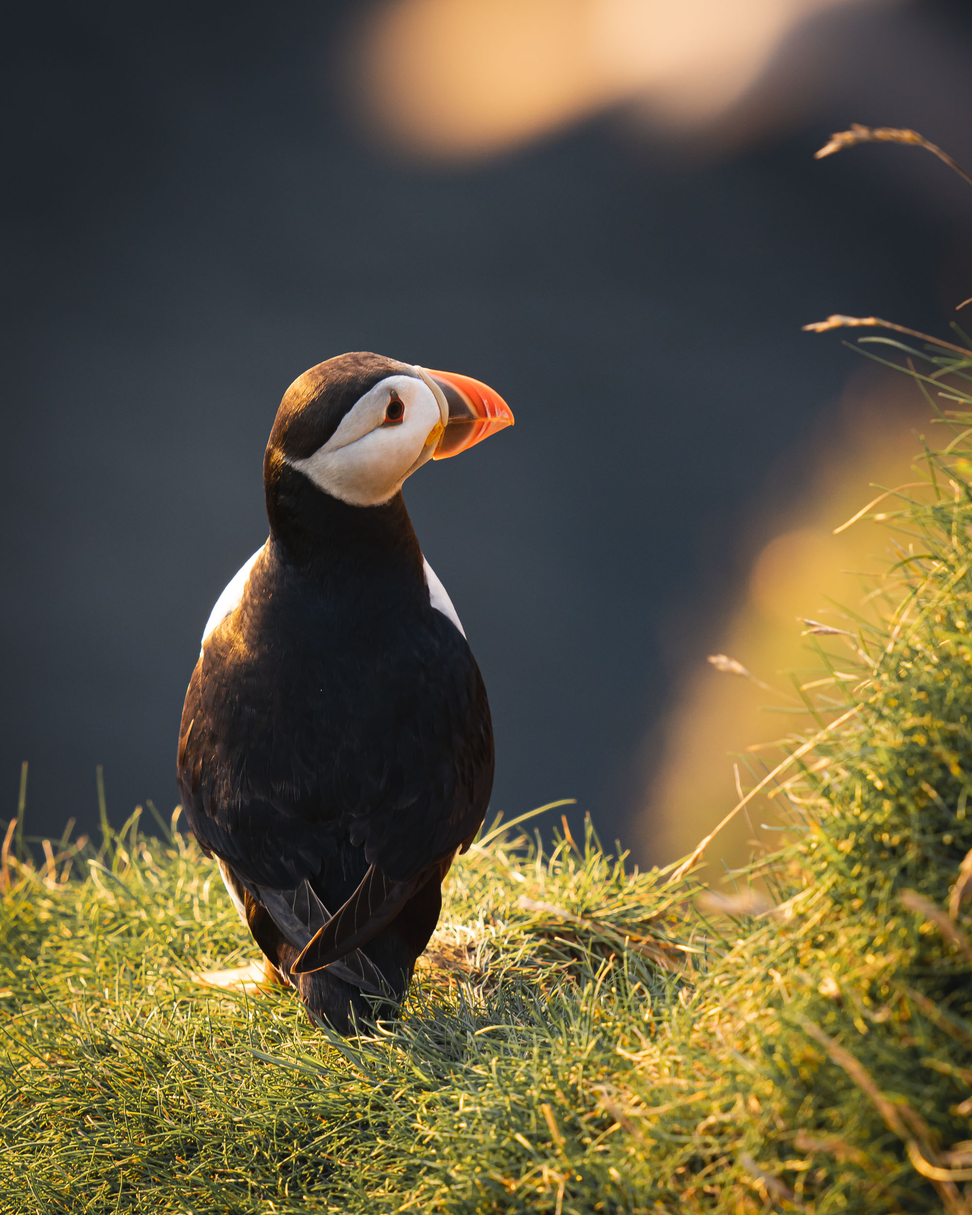 Atlantic Puffin portrait