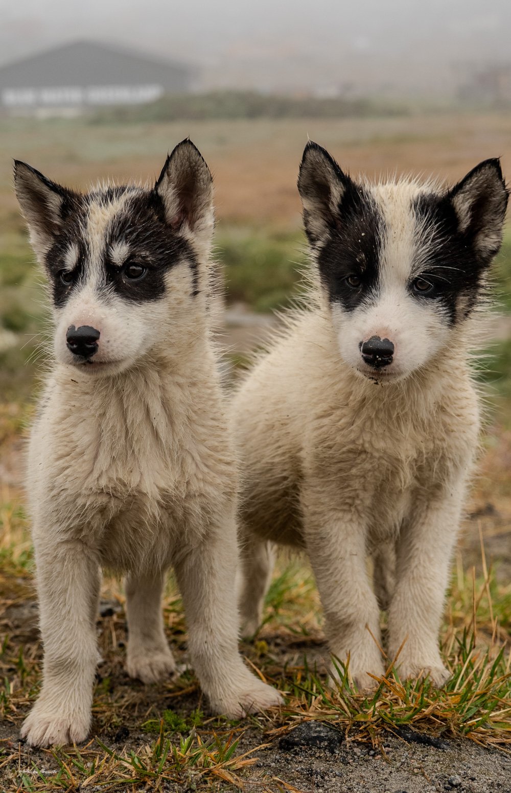 Two Greenlandic sled dog puppies standing on tundra with misty mountains in the background
