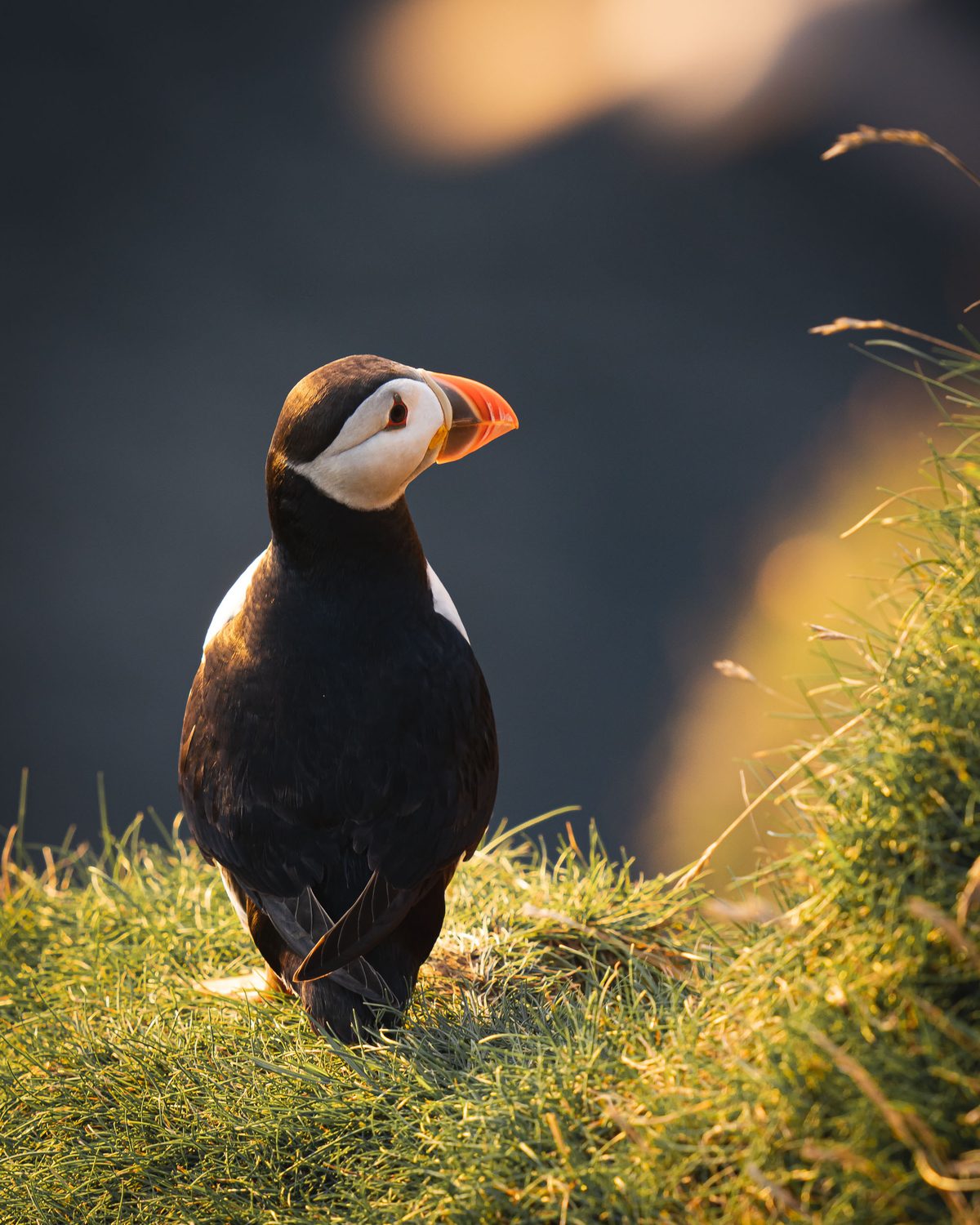 Atlantic Puffin portrait against soft green Faroese cliff background