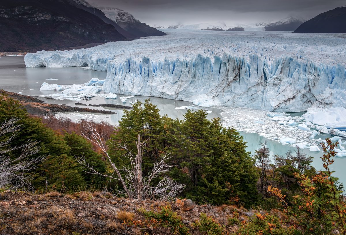 Perito Moreno Glacier's massive blue ice wall calving into Lago Argentino
